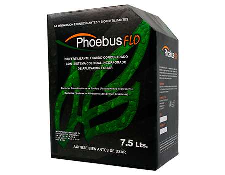 PHOEBUS FLO