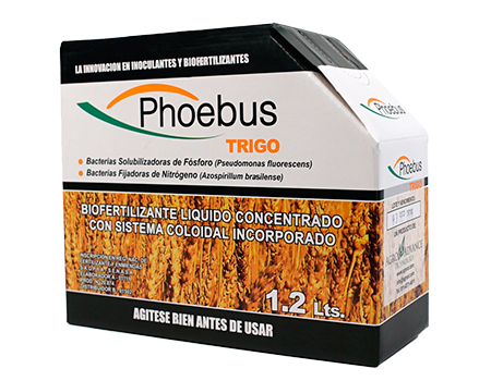 PHOEBUS TRIGO